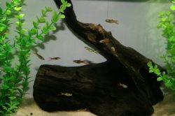 ai296.photobucket.com_albums_mm195_ForumBoosters_Fish_20Pictures_IMG_9650.jpg