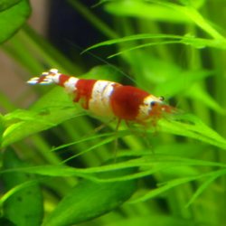 ai735.photobucket.com_albums_ww357_James0816_OtherPictures_CRSShrimp_1.jpg