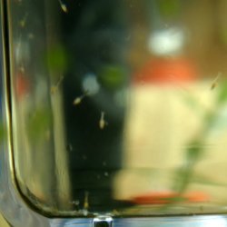 ai735.photobucket.com_albums_ww357_James0816_caridina_20cf_20propinqua_PropinquaZoea_121410.jpg