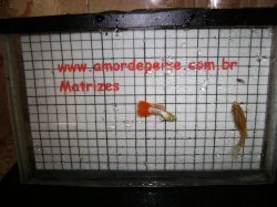 awww.amordepeixe.com.br_images_matriz_hb_red_albino_01.JPG