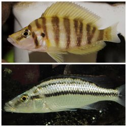 ai218.photobucket.com_albums_cc37_NoctuVide_Aquariums_b362c230.jpg