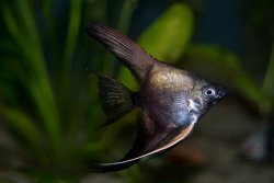 ai1109.photobucket.com_albums_h432_BarbHoff_72_20gallon_20plan3b826cb99ca1194939ebaa41aaa9d120.jpg