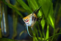 ai1109.photobucket.com_albums_h432_BarbHoff_72_20gallon_20plan1c4fade59b3784c578a2ed4ea44c98da.jpg