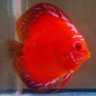 LemonDiscus