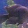 heatherine