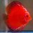 LemonDiscus