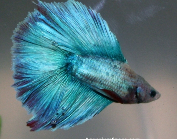 Betta-Halfmoon-Double-Tail-2.jpg