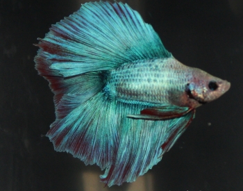 Betta-Halfmoon-Double-Tail-3.jpg