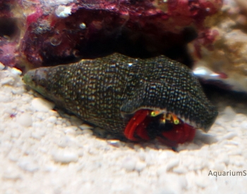scarlet-reef-hermit-crab.jpg