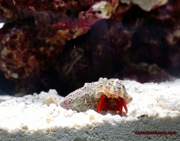 scarlet-reef-hermit-crab-friend-1.jpg