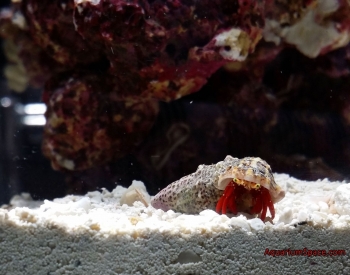 scarlet-reef-hermit-crab-friend-2.jpg