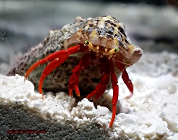 scarlet-reef-hermit-crab-friend-3.jpg