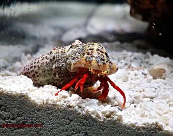 scarlet-reef-hermit-crab-friend-5.jpg